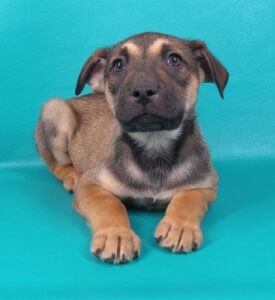 Lambs farm 2025 dog adoption