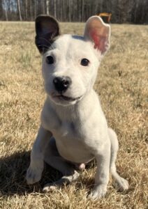 Lambs farm outlet dogs